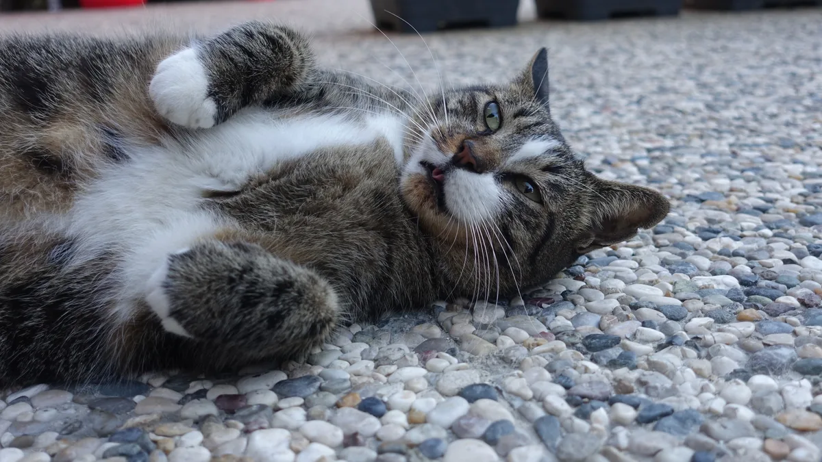 A tabby-and-white cat lies on its back on pebble paving, with its front paws curled and the tip of its tongue showing
