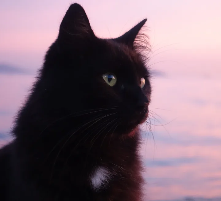 A green-eyed black cat with a small white chest patch looks to the side against a softly blurred pink background