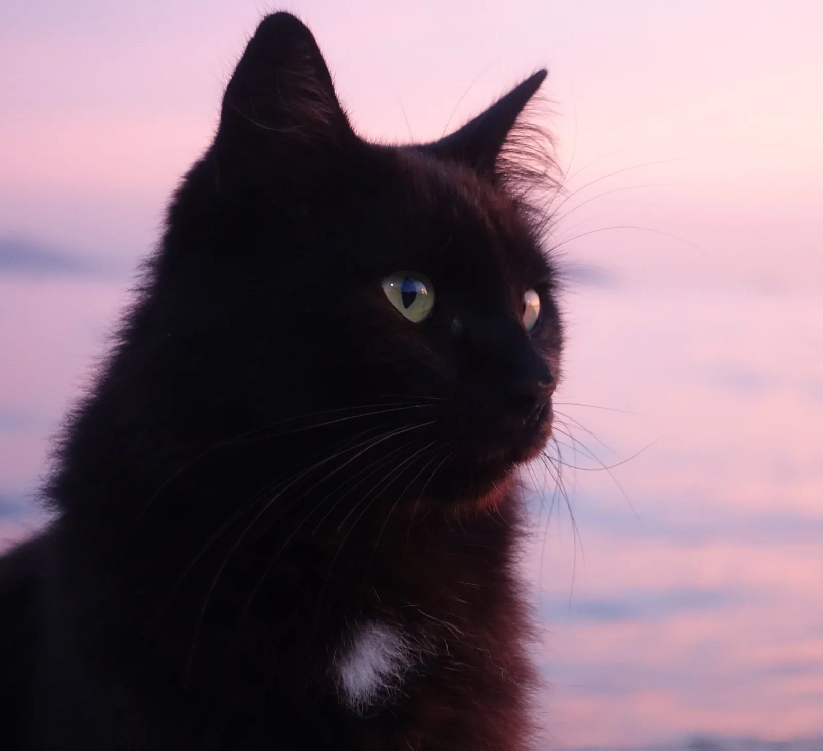 A green-eyed black cat with a small white chest patch looks to the side against a softly blurred pink background