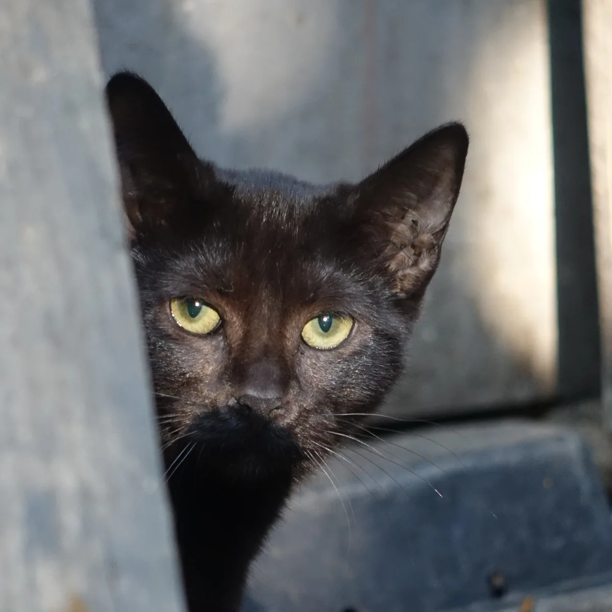 A black cat peeks around a weathered wooden board and looks at the camera, with warm light on its face and yellow-green eyes