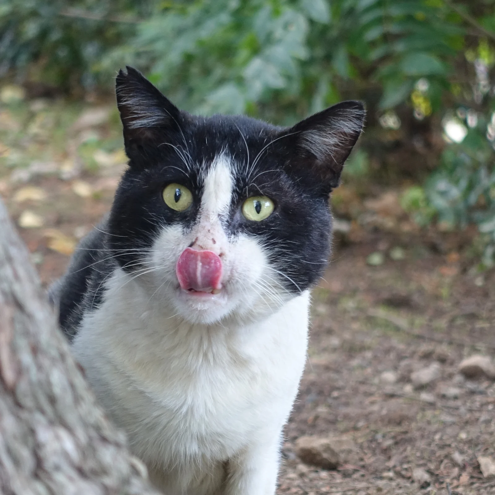 A black-and-white cat peers around a tree trunk while licking its nose