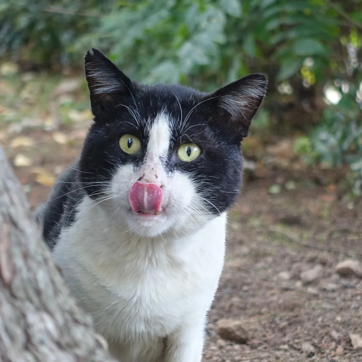 A black-and-white cat peers around a tree trunk while licking its nose