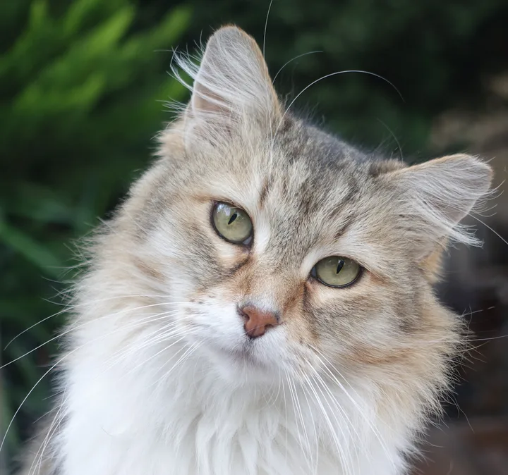 A fluffy cream-and-white tabby cat tilts its head and looks at the camera, with long whiskers and a softly blurred green background