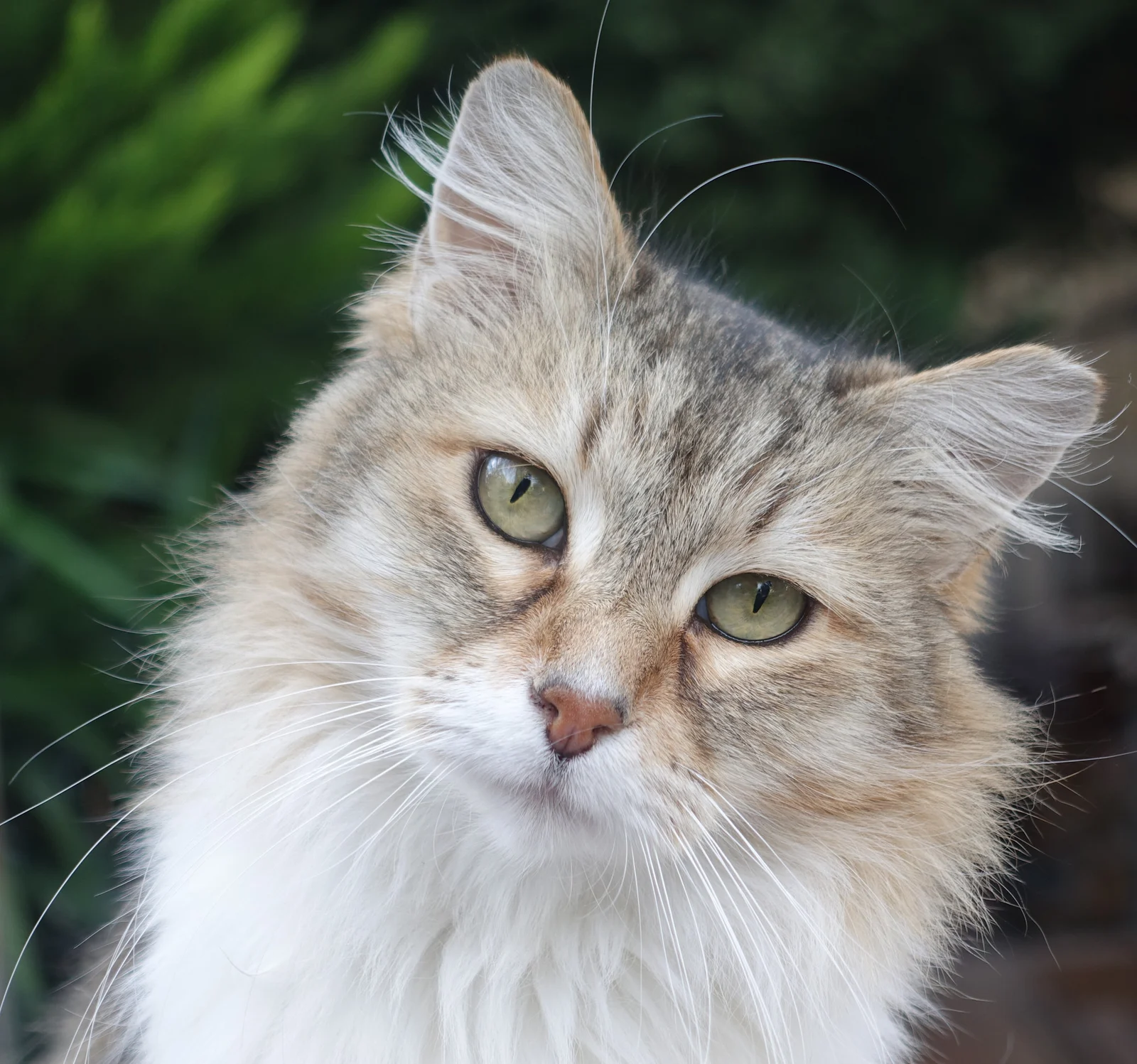 A fluffy cream-and-white tabby cat tilts its head and looks at the camera, with long whiskers and a softly blurred green background