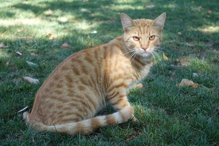 A ginger tabby sits on grass with its tail curled around its paws and looks at the camera