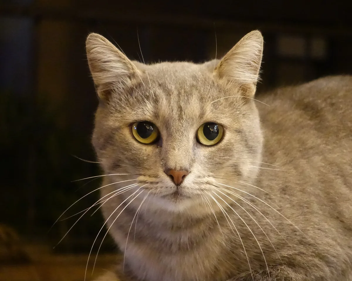 A gray cat with large amber eyes looks directly at the camera at night, against a dark background