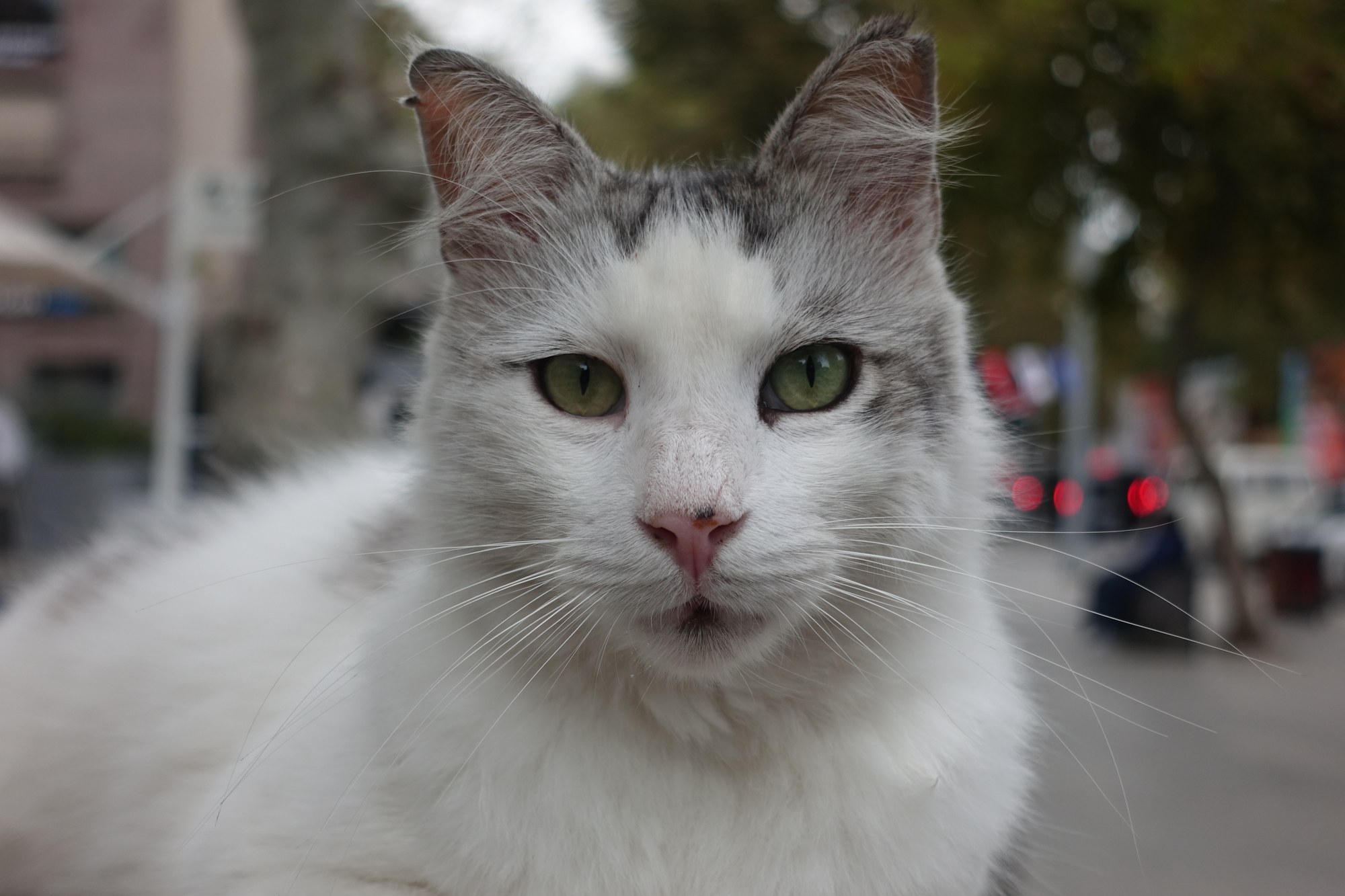 A green-eyed white cat with grey markings looks straight at the camera, with a softly blurred street behind it.