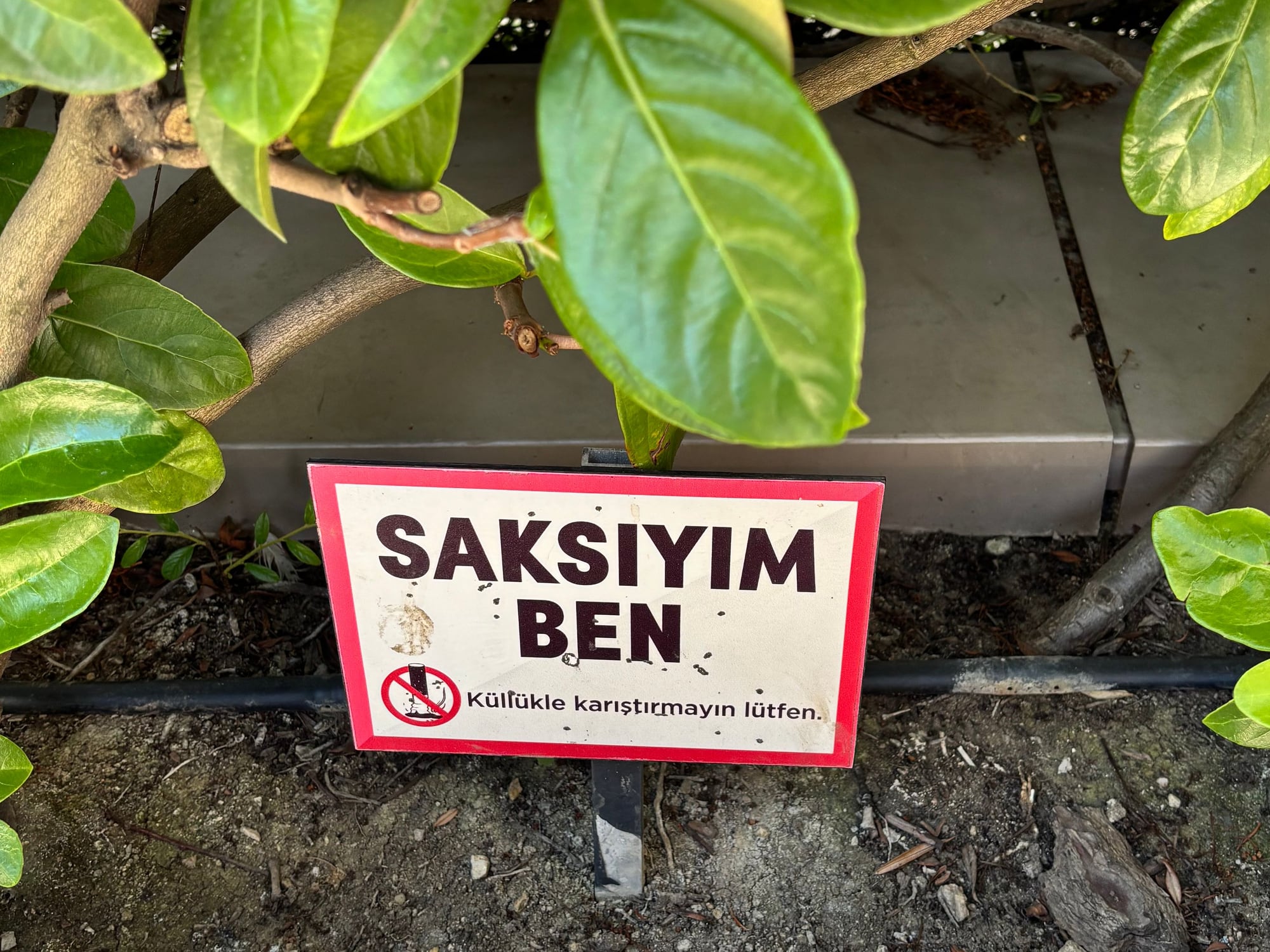 A sign among green leaves asks people not to use the planter as an ashtray.