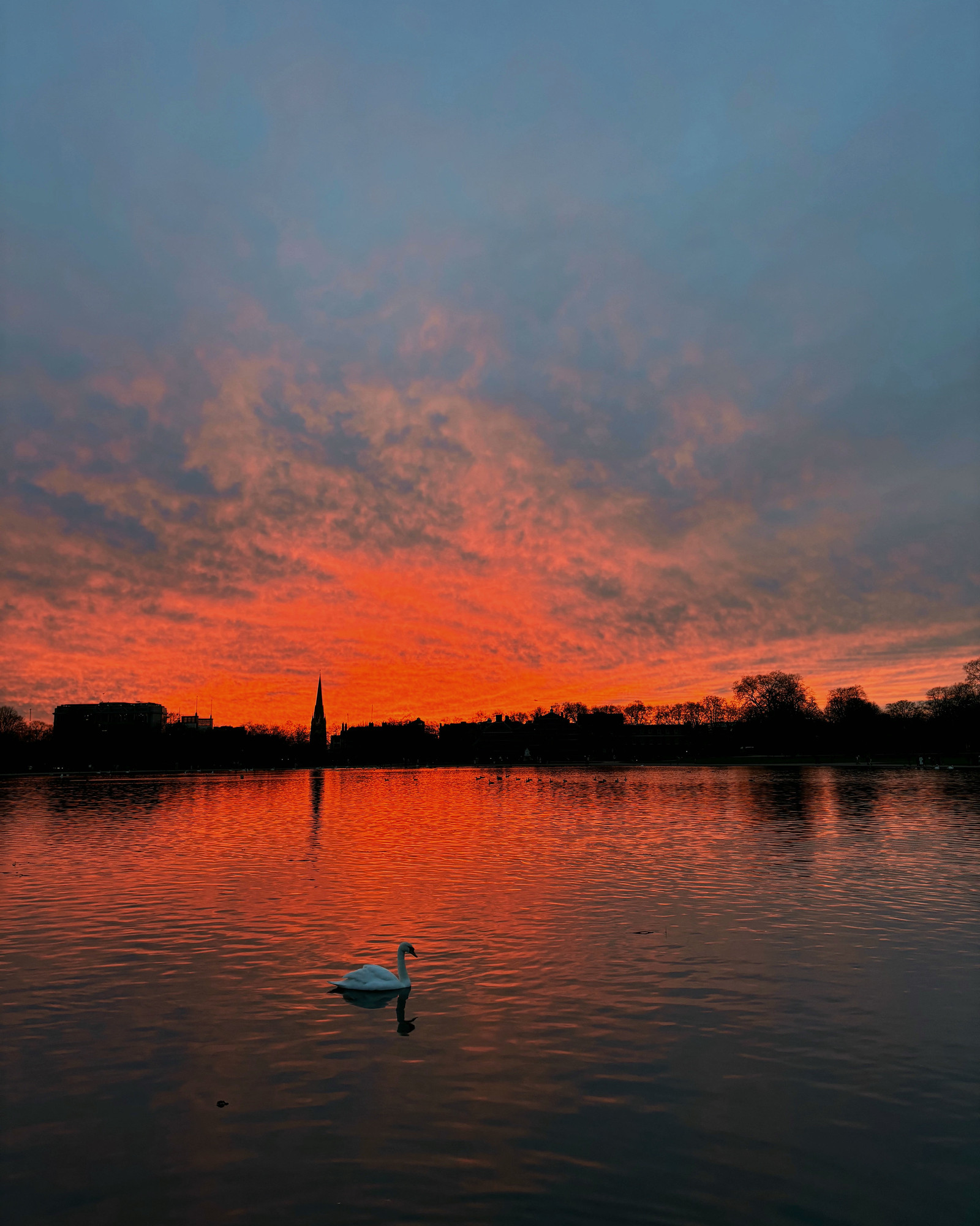 A white swan crosses water reflecting an orange sunset beneath a dark London skyline.