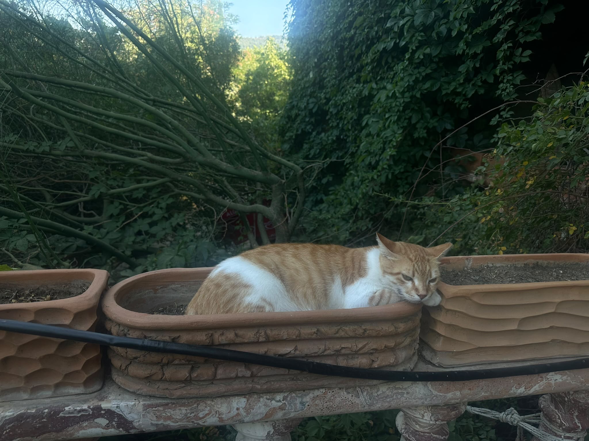 Nesin Matematik Köyü’nde saksının içinde dinlenen sarı beyaz bir kedi.