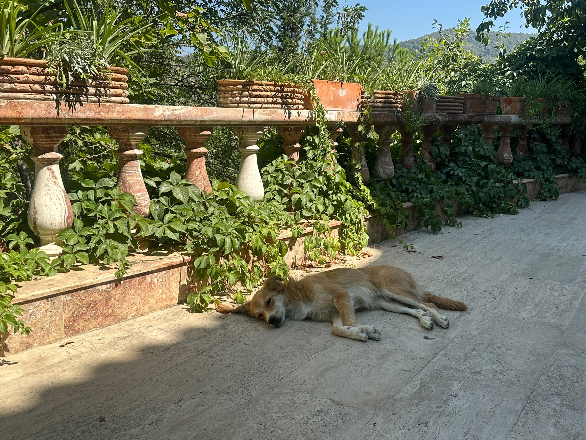 Nesin Matematik Köyü’nde taş zeminde gölgede uzanan bir köpek.